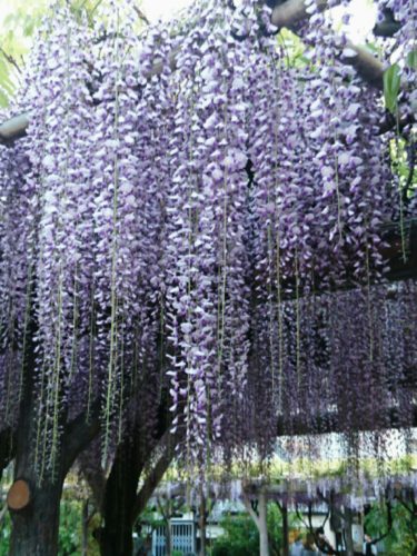 collage-1493556535898